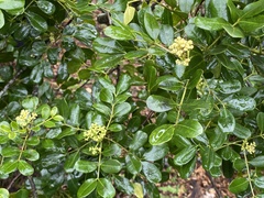 Zanthoxylum coriaceum