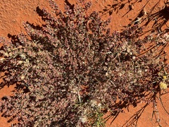 Euphorbia wheeleri