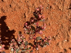 Euphorbia wheeleri