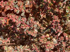 Euphorbia wheeleri