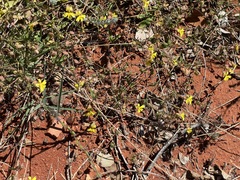 Goodenia glabra