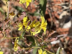 Goodenia glabra