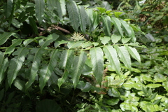 Ailanthus triphysa