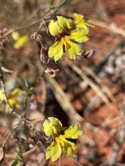 Goodenia glabra