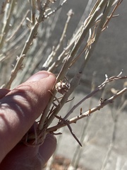 Rhopalomyia utahensis