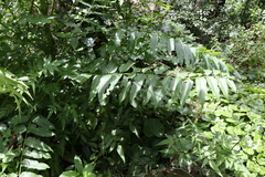 Ailanthus triphysa