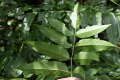Ailanthus triphysa