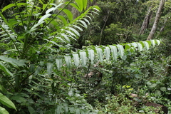Ailanthus triphysa
