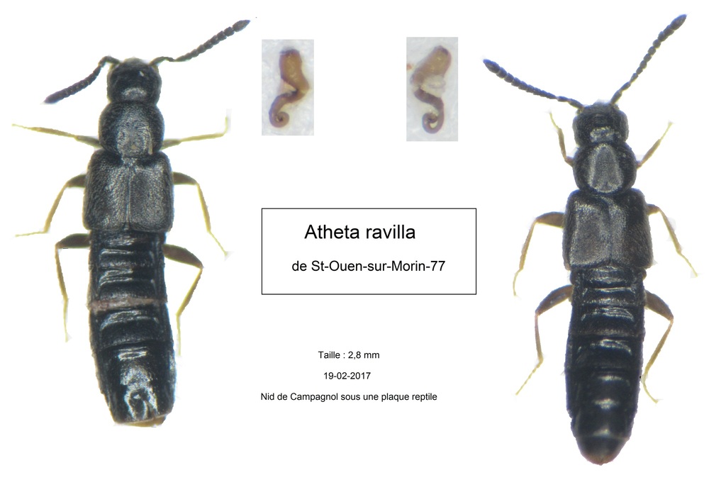 Atheta ravilla
