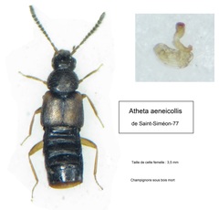 Atheta aeneicollis