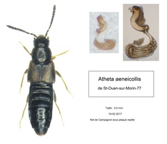 Atheta aeneicollis