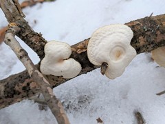 Neofavolus americanus