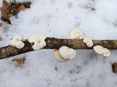 Neofavolus americanus