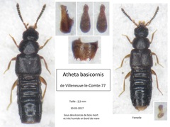 Atheta basicornis