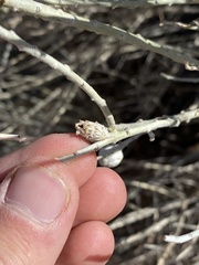 Rhopalomyia utahensis