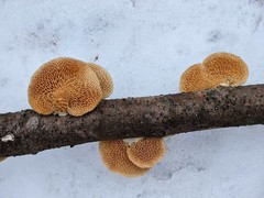 Neofavolus americanus