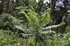 Ailanthus triphysa