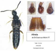 Atheta