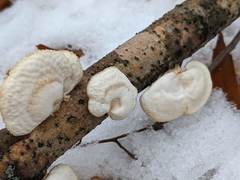 Neofavolus americanus