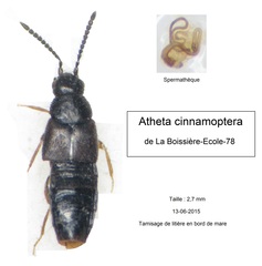 Atheta cinnamoptera