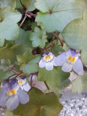 Cymbalaria muralis