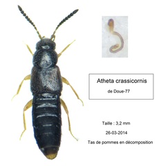 Atheta crassicornis