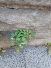 Cymbalaria muralis