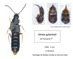 Philhygra gyllenhalii