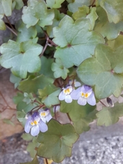Cymbalaria muralis
