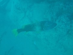 Lethrinus erythracanthus