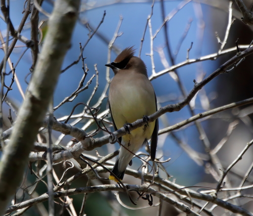 Cedar Waxwing photographed in Mississippi