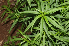 Myoporum betcheanum