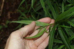 Myoporum betcheanum