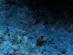 Canthigaster papua