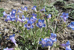 Penstemon pumilus