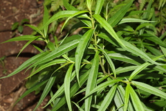 Myoporum betcheanum