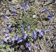 Penstemon pumilus