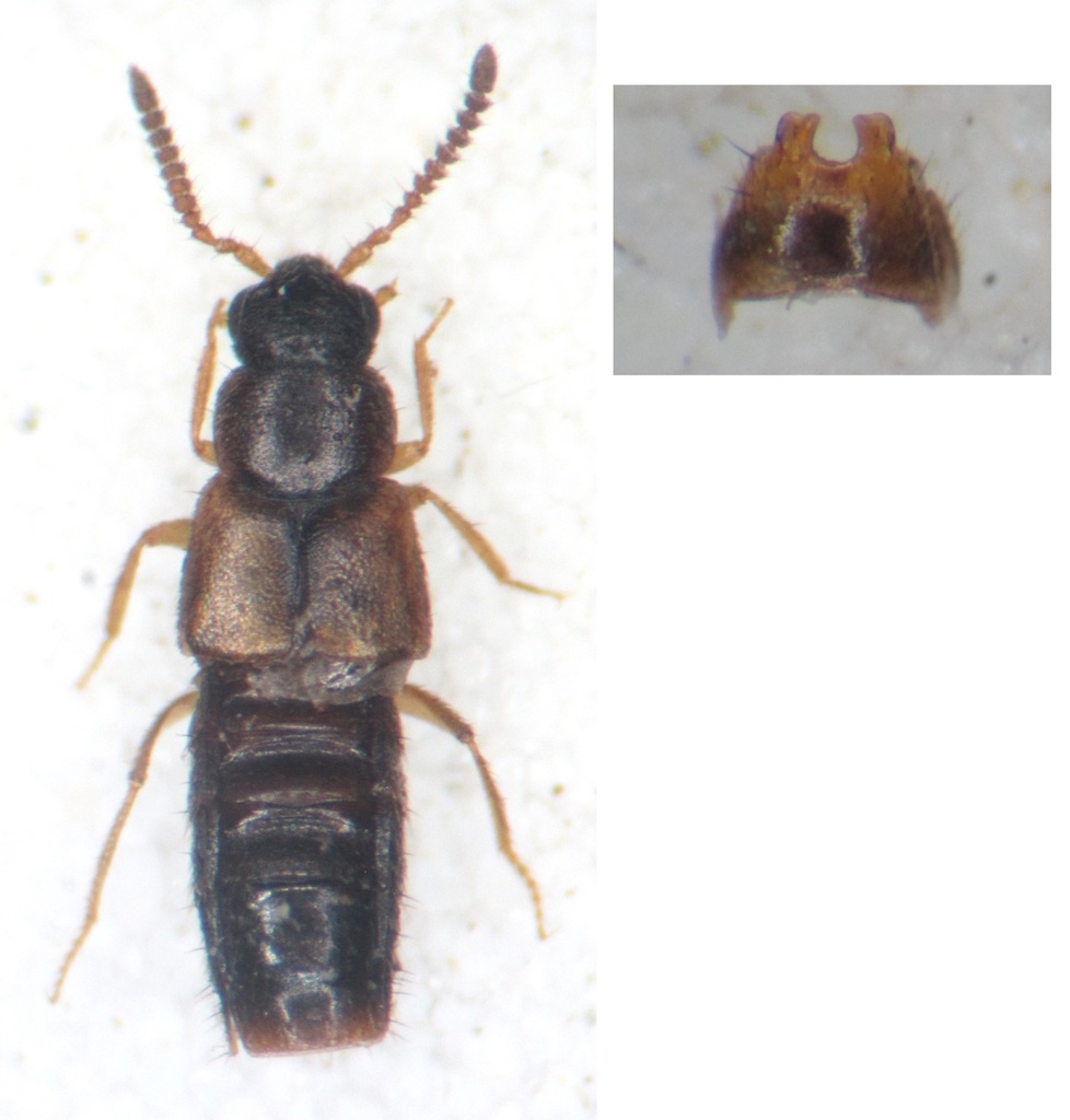 Atheta liturata
