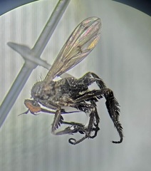 Empis clausa
