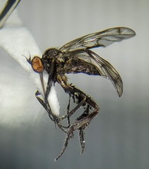 Empis clausa