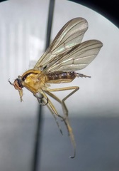 Rhamphomyia vittata