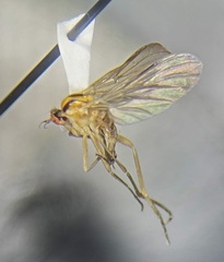 Rhamphomyia vittata