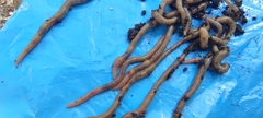 Lumbricus terrestris