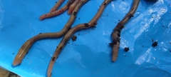 Lumbricus terrestris