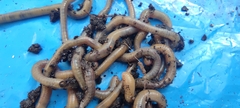 Lumbricus terrestris