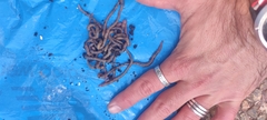 Lumbricus terrestris