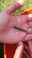 Fundulus chrysotus