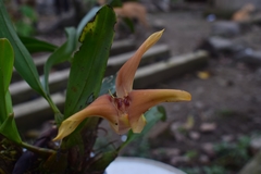 Maxillaria erikae