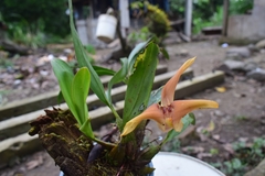 Maxillaria erikae