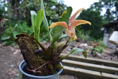 Maxillaria erikae